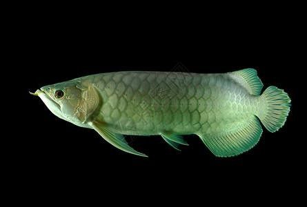 龍魚缸用什么顏色的背景好