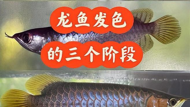 龍魚缸用什么顏色的背景好