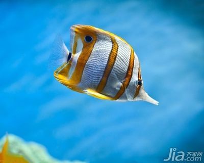 黃鰭鯧能和龍魚混養嗎：黃鰭鯧可以和龍魚混養嗎？
