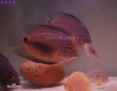 黑云魚和龍魚混養視頻：黑云魚可以和龍魚混養嗎？ 黑云魚和龍魚混養視頻：黑云魚可以和龍魚混養嗎？ 龍魚百科 第3張