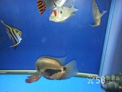 黑云魚和龍魚混養視頻：黑云魚可以和龍魚混養嗎？ 黑云魚和龍魚混養視頻：黑云魚可以和龍魚混養嗎？ 龍魚百科 第2張