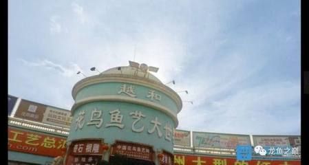 龍魚禁止出口什么意思，亞洲龍魚出口條件詳解“龍魚禁止出口”并不準(zhǔn)確