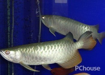 龍魚松鱗是怎么回事（如何預防龍魚松鱗病）