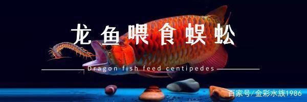 龍魚喂蜈蚣需要注意什么事項(xiàng)和禁忌：喂龍魚蜈蚣要注意什么事項(xiàng)和禁忌