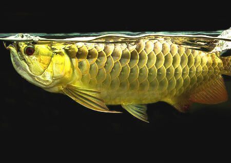 金龍魚在風水布局中的作用，金龍魚在風水布局中具有重要意義和作用和作用和作用 金龍魚在風水布局中的作用，金龍魚在風水布局中具有重要意義和作用和作用和作用 龍魚百科 第2張