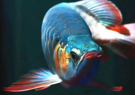 金龍魚在風水布局中的作用，金龍魚在風水布局中具有重要意義和作用和作用和作用 金龍魚在風水布局中的作用，金龍魚在風水布局中具有重要意義和作用和作用和作用 龍魚百科 第3張