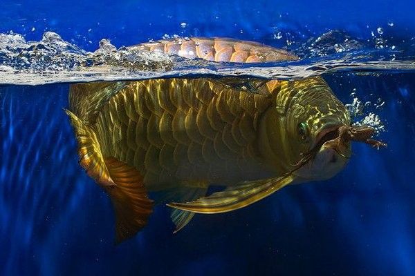 龍魚撞缸后需要停食多久？