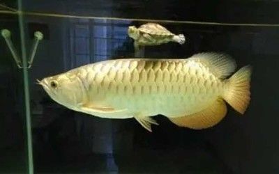 金龍魚分類地位分析，金龍魚在生物分類學(xué)上屬于骨舌魚科