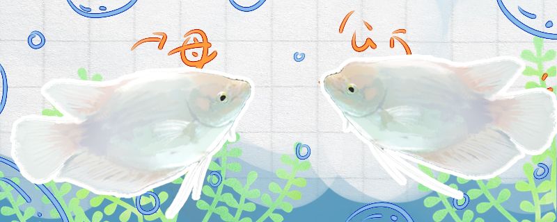 紅龍魚眼睛里有白色物體怎么辦啊視頻教學(xué)圖片（紅龍魚眼睛外有白點莫怎么辦）