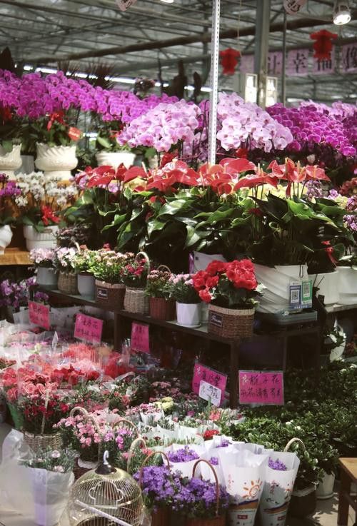 鄭州哪里賣金龍魚便宜點(diǎn) 龍魚百科 第4張 鄭州哪里賣金龍魚便宜點(diǎn) 鄭州哪里賣金龍魚便宜點(diǎn) 龍魚百科 第4張