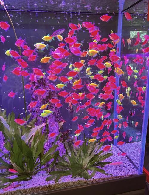 鄭州哪里賣金龍魚便宜點(diǎn) 龍魚百科 第5張 鄭州哪里賣金龍魚便宜點(diǎn) 鄭州哪里賣金龍魚便宜點(diǎn) 龍魚百科 第5張