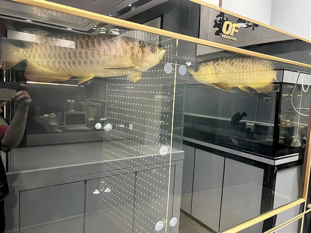 鄭州哪里賣金龍魚便宜點(diǎn) 鄭州哪里賣金龍魚便宜點(diǎn) 龍魚百科 第7張