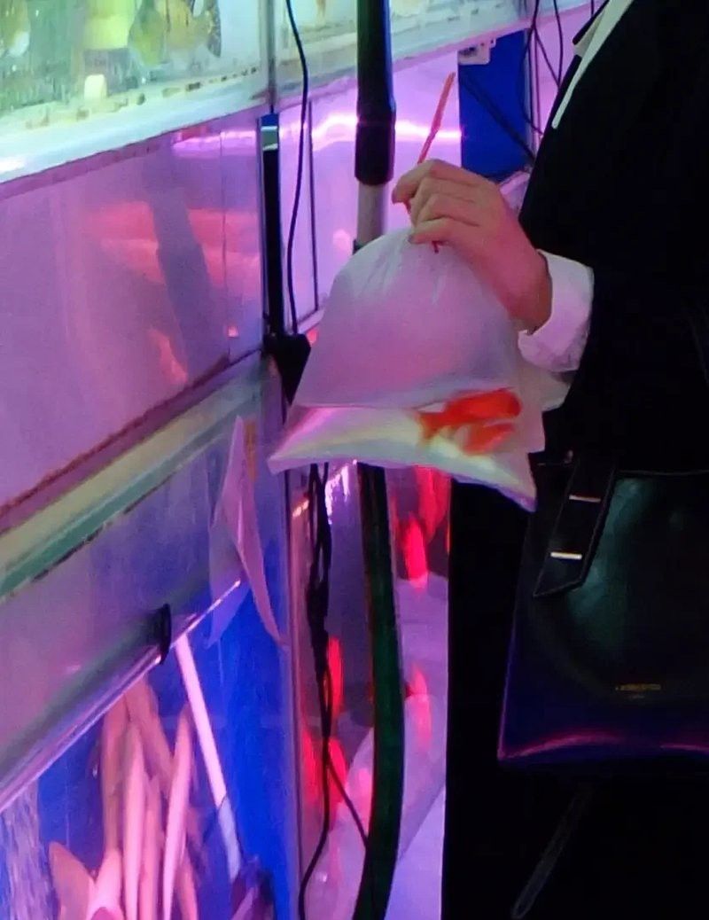 鄭州哪里賣金龍魚便宜點(diǎn) 鄭州哪里賣金龍魚便宜點(diǎn) 龍魚百科 第8張