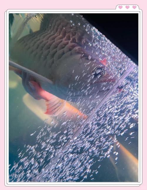 金龍魚咬人嗎圖片