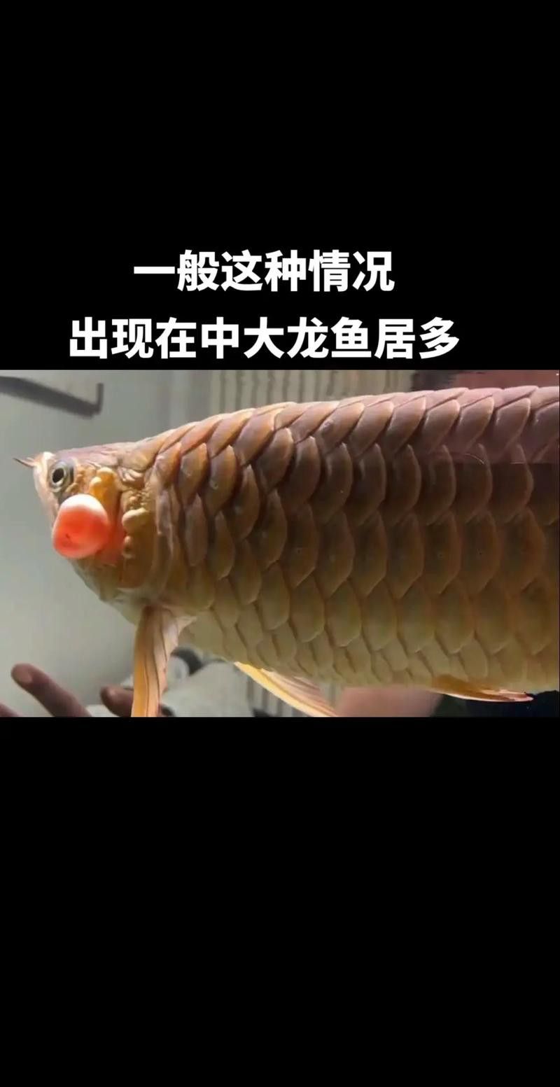 金龍魚咬人嗎圖片