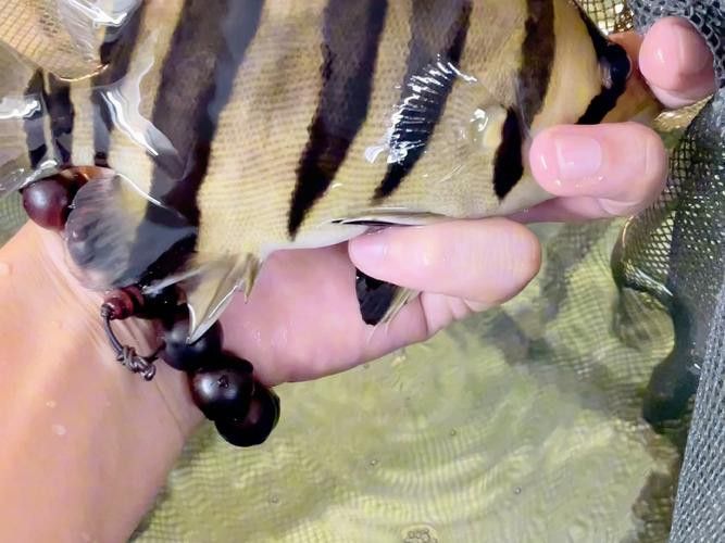 金龍魚咬人嗎圖片