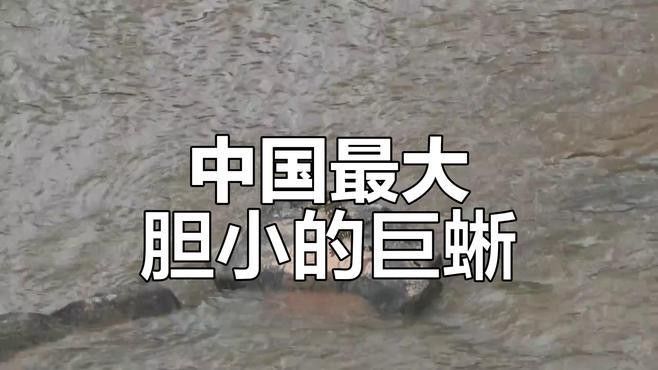 金龍魚咬人嗎圖片