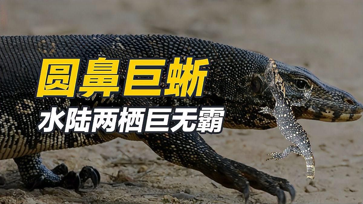 金龍魚咬人嗎圖片