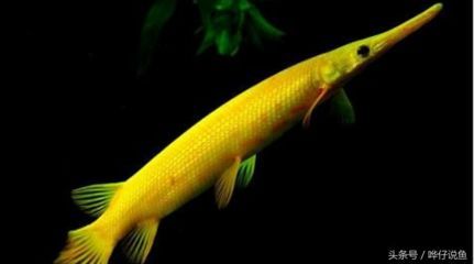 黃化龍魚：黃化龍魚是一種罕見的觀賞魚 黃化龍魚：黃化龍魚是一種罕見的觀賞魚 龍魚百科 第3張