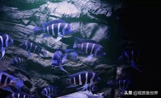 龍魚與薩伊藍混養的可行性分析（薩伊藍和龍魚可以混養嗎） 龍魚與薩伊藍混養的可行性分析（薩伊藍和龍魚可以混養嗎） 龍魚百科 第4張