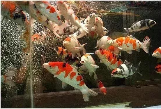龍鳳鯉魚飼料蛋白質來源選擇：如何評估鯉魚飼料中的蛋白質來源