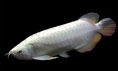 龍魚魚鱗掉了怎么辦：龍魚掉鱗如何處理