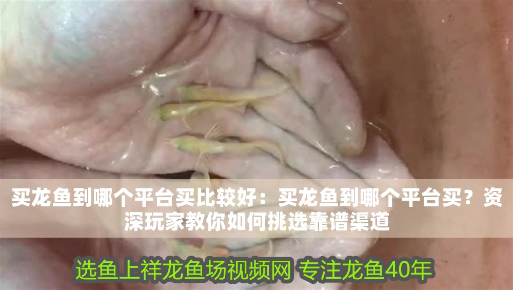 買龍魚到哪個平臺買比較好：買龍魚到哪個平臺買？資深玩家教你如何挑選靠譜渠道