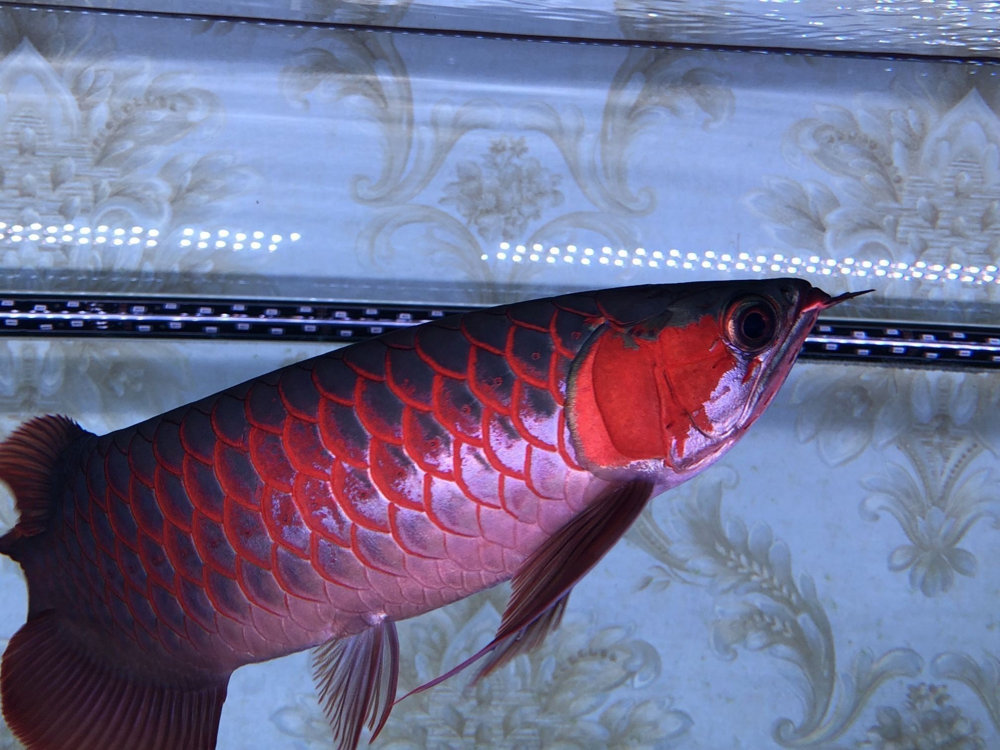紅龍魚沉頭會死嗎：如果紅龍魚沉頭癥狀持續不改善，應及時尋求專業的獸醫幫助 紅龍魚沉頭會死嗎：如果紅龍魚沉頭癥狀持續不改善，應及時尋求專業的獸醫幫助 龍魚百科 第3張