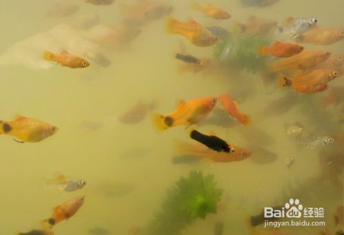 觀賞魚繁殖的通用技巧（繁殖觀賞魚繁殖環境布置指南，觀賞魚繁殖環境布置指南）
