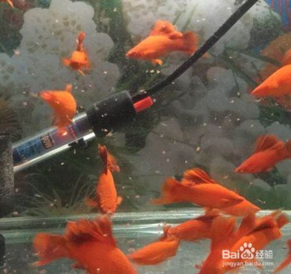 觀賞魚繁殖的通用技巧（繁殖觀賞魚繁殖環境布置指南，觀賞魚繁殖環境布置指南）