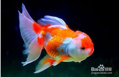 觀賞魚繁殖的通用技巧（繁殖觀賞魚繁殖環境布置指南，觀賞魚繁殖環境布置指南）