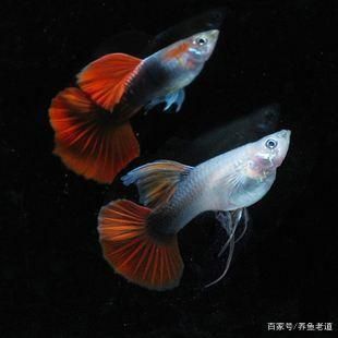 觀賞魚繁殖的通用技巧（繁殖觀賞魚繁殖環境布置指南，觀賞魚繁殖環境布置指南）