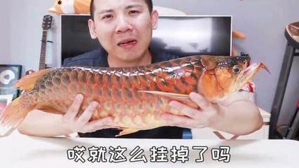 紅龍魚尾巴掉了多久能長出來：紅龍魚尾巴掉了多久能長出來斷尾怎么辦龍魚斷尾怎么辦