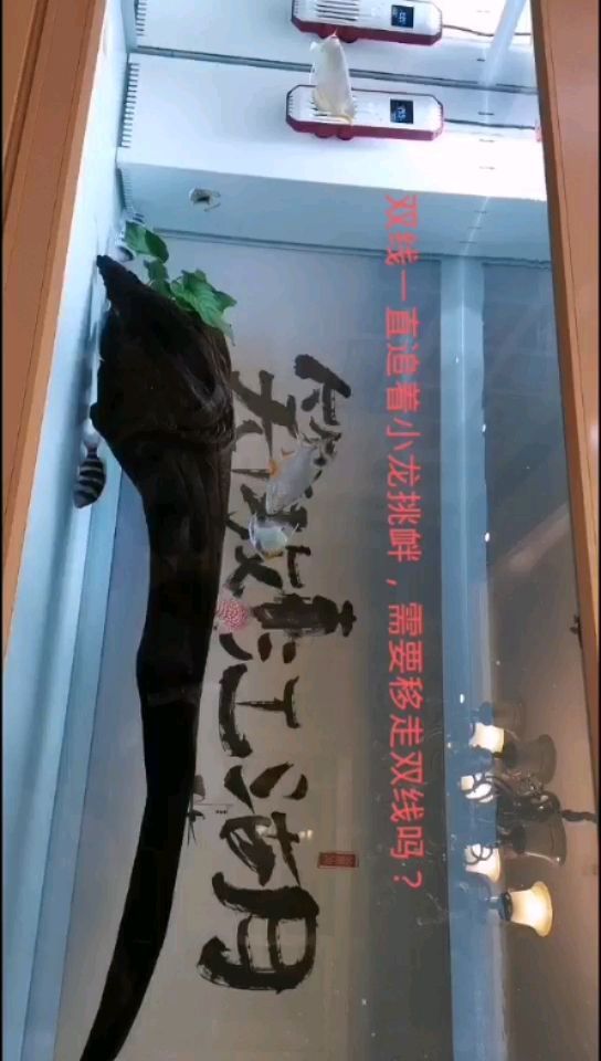 雙線一直挑釁小龍