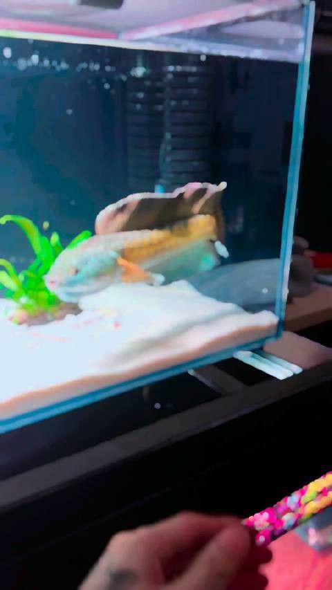 天津雷龍魚
