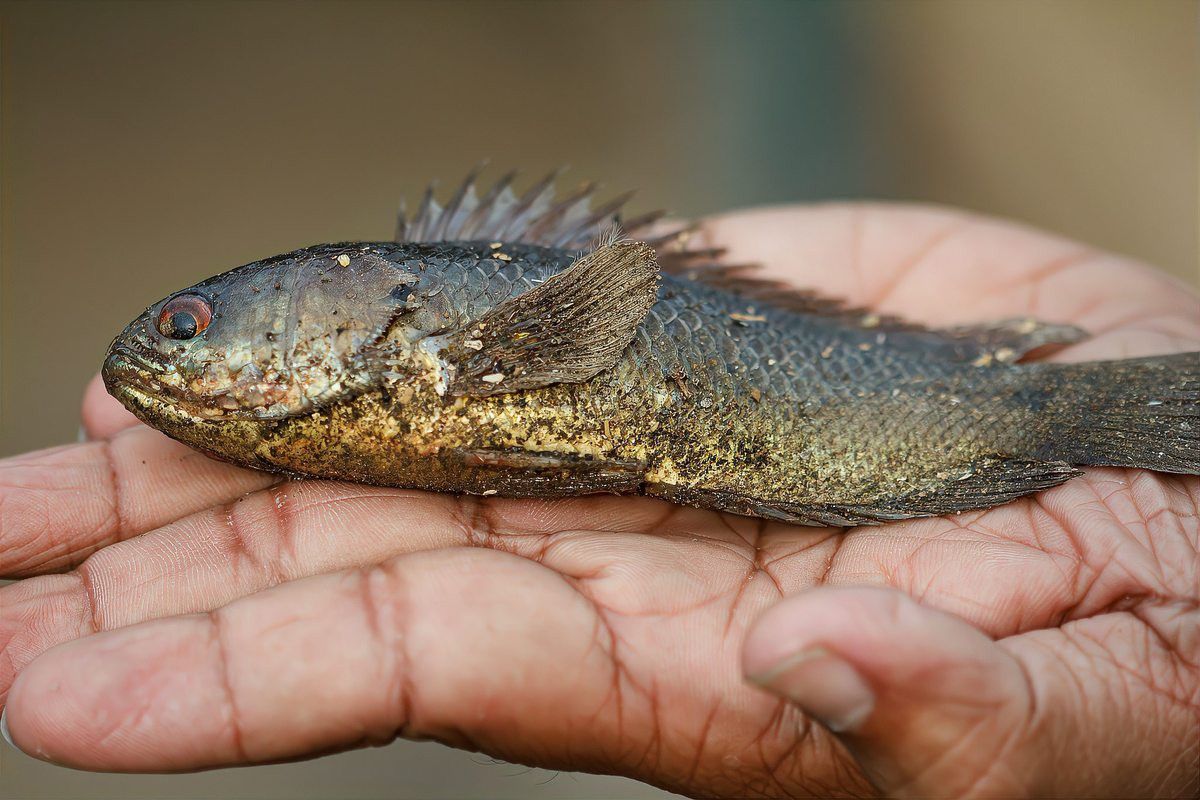 天津雷龍魚
