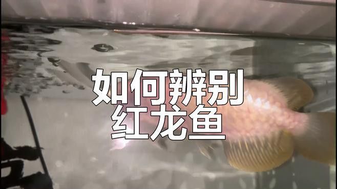 紅龍魚怎么分年齡 紅龍魚怎么分年齡 龍魚百科 第2張