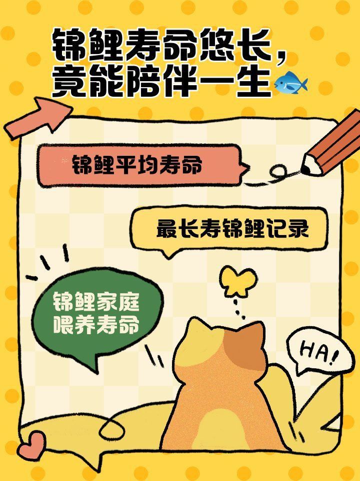 錦鯉最大壽命是多少 錦鯉最大壽命是多少 龍魚百科 第5張