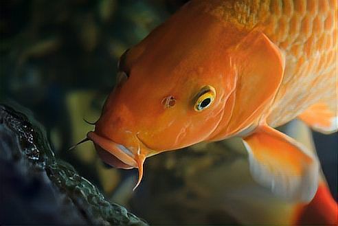 錦鯉最大壽命是多少 錦鯉最大壽命是多少 龍魚百科 第3張