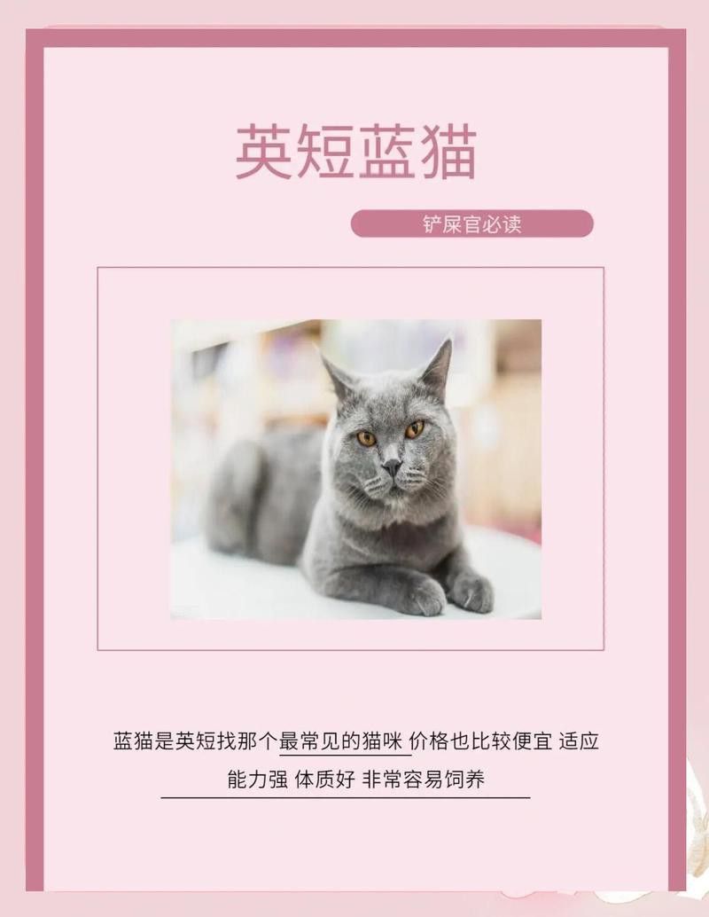 有哪些貓適合與龍貓一起養(yǎng)？
