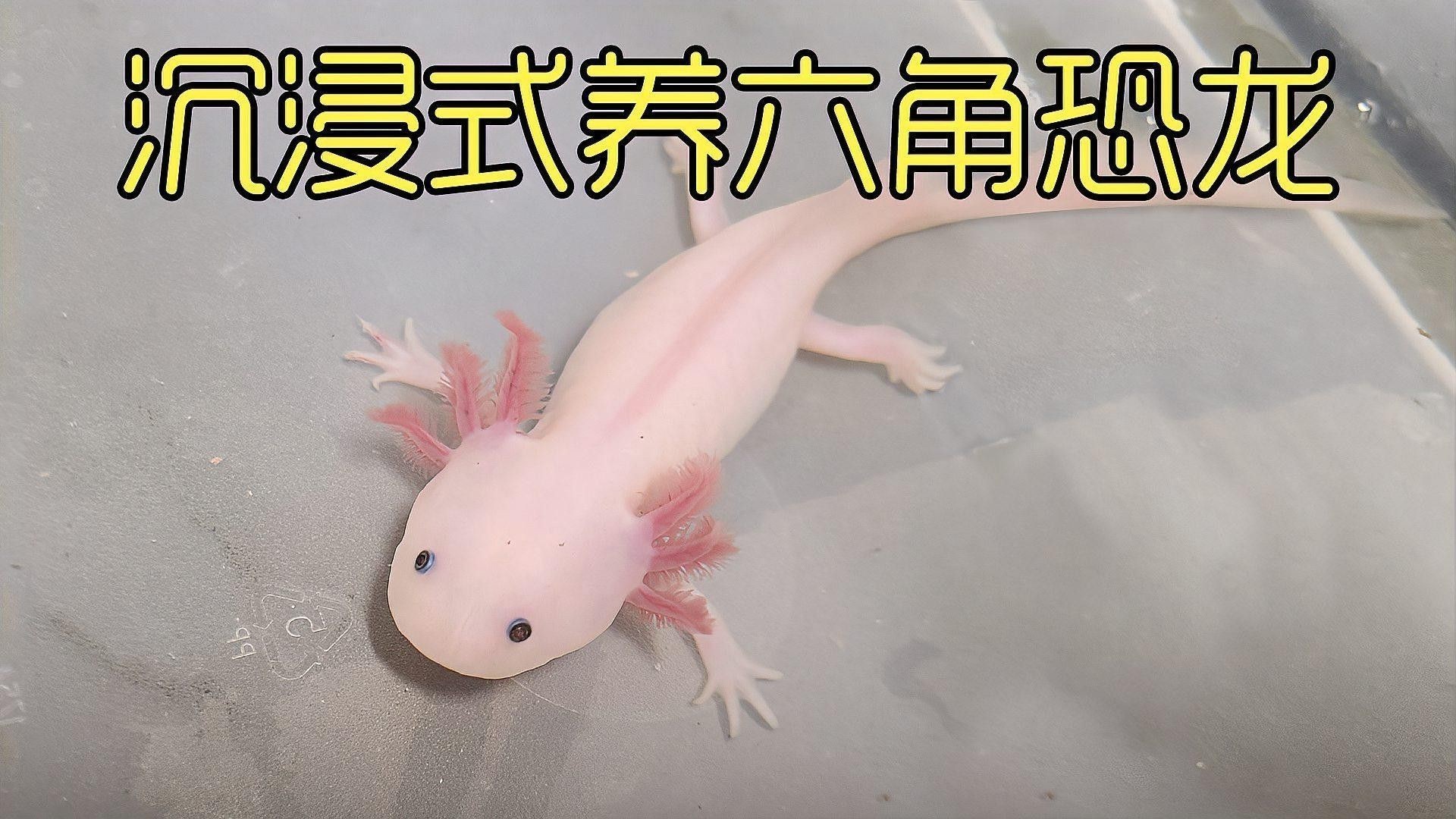 如何處理六角龍魚的殘餌？