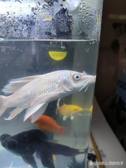 錦鯉白圖片大全大圖