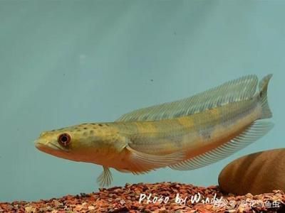 雷龍魚品種介紹大全,雷龍魚飼養技巧分享 龍魚百科 第5張 雷龍魚品種介紹大全,雷龍魚飼養技巧分享 雷龍魚品種介紹大全,雷龍魚飼養技巧分享 龍魚百科 第5張