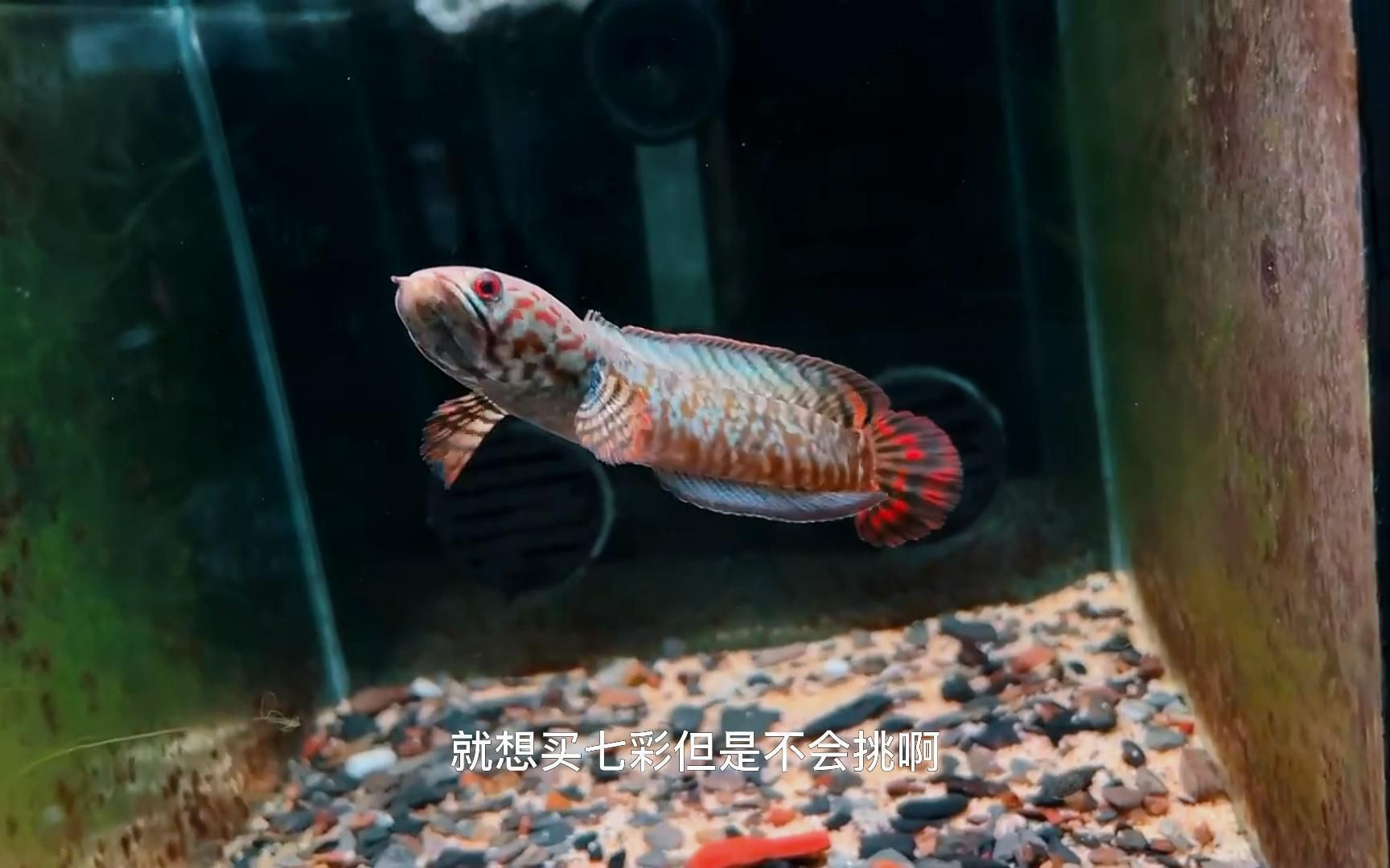 雷龍魚品種介紹大全,雷龍魚飼養技巧分享 龍魚百科 第3張 雷龍魚品種介紹大全,雷龍魚飼養技巧分享 雷龍魚品種介紹大全,雷龍魚飼養技巧分享 龍魚百科 第3張
