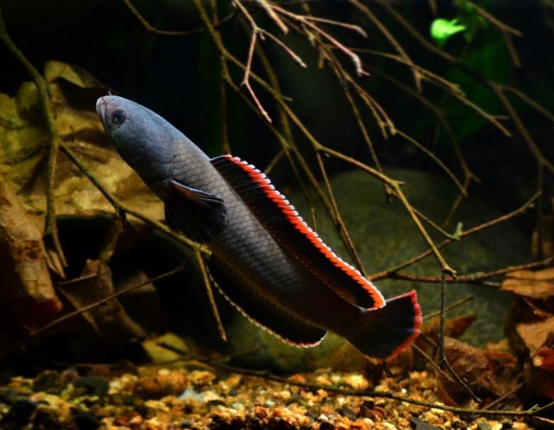雷龍魚品種介紹大全,雷龍魚飼養技巧分享 龍魚百科 第4張 雷龍魚品種介紹大全,雷龍魚飼養技巧分享 雷龍魚品種介紹大全,雷龍魚飼養技巧分享 龍魚百科 第4張