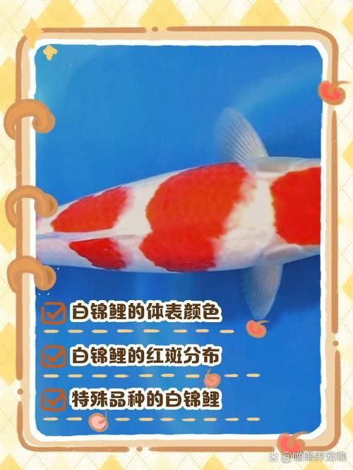 錦鯉白圖片大全大圖