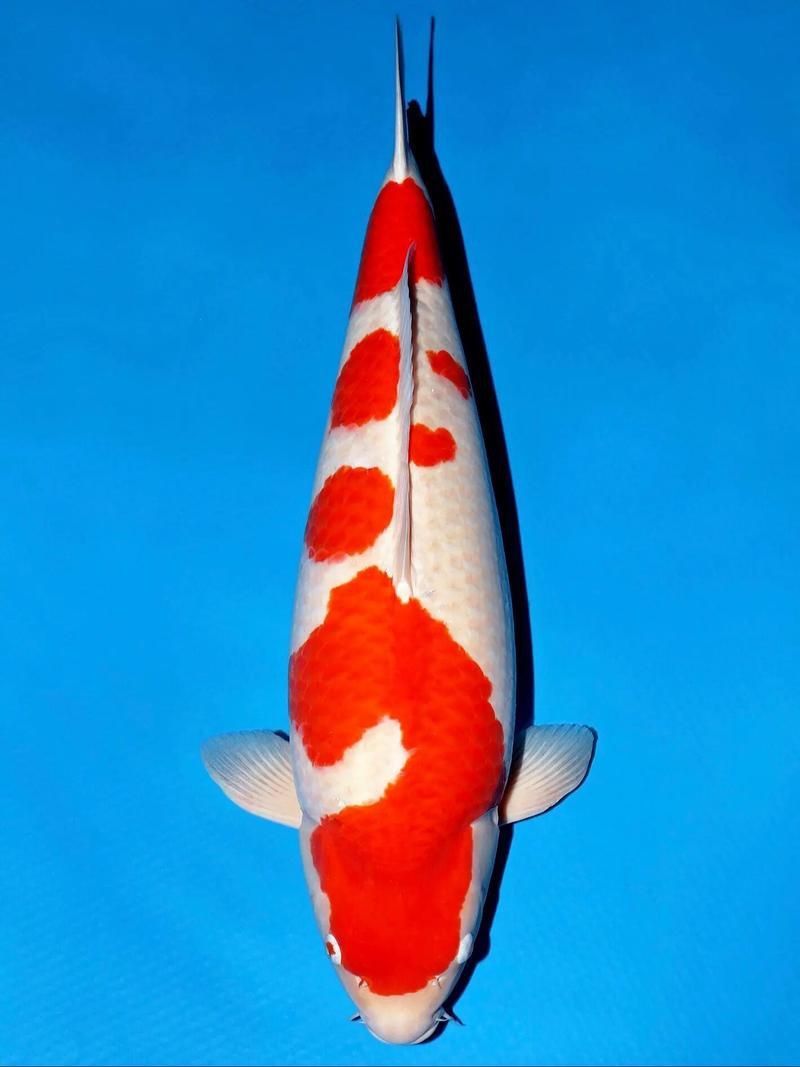 錦鯉白圖片大全大圖