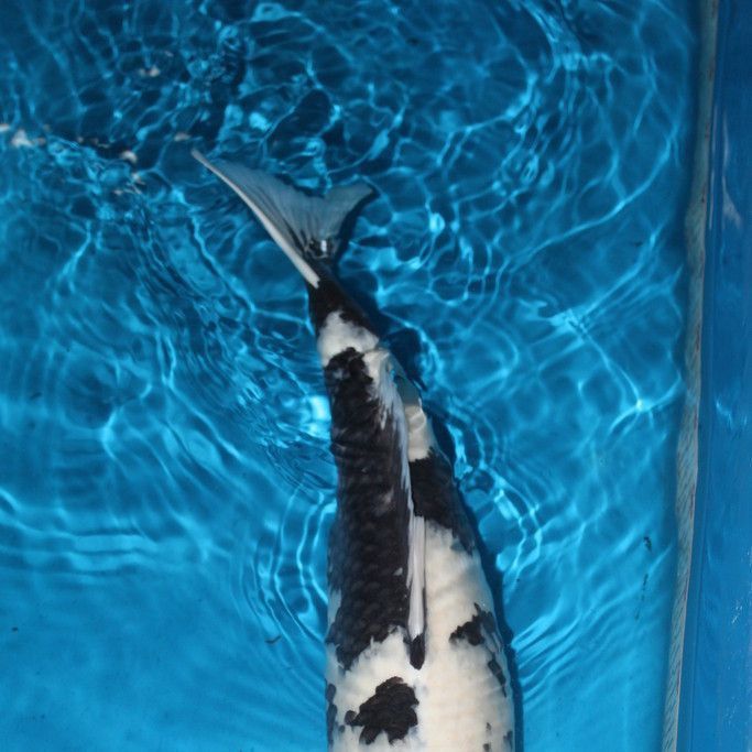 錦鯉白圖片大全大圖