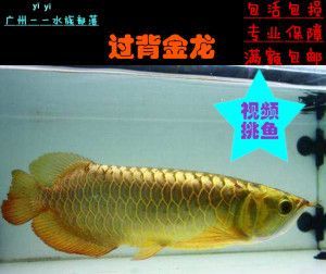 金龍魚苗怎么養(yǎng)長的快一點(diǎn)：金龍魚苗怎么養(yǎng)長得快一點(diǎn)