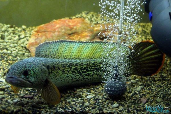 龍魚虎魚配魚（選擇龍魚和虎魚的配魚時(shí)需要考慮到配魚的性格、體型以及對(duì)水質(zhì)的要求）